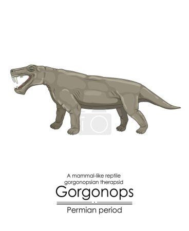 Gorgonops, a distant relative of mammals with sharp teeth and a unique appearance, a prehistoric gorgonopsian therapsid. Colorful illustration on a white background