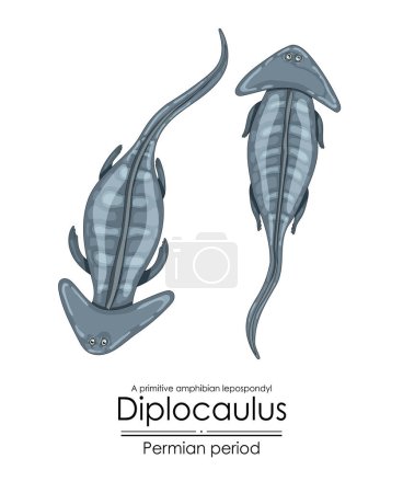 Diplocaulus, a Permian period prehistoric primitive amphibian lepospondyl. Colorful illustration on a white background
