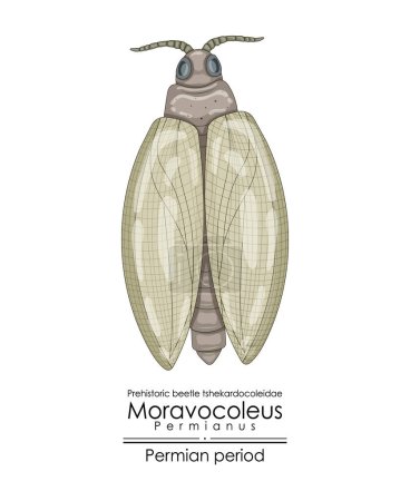 Moravocoleus permianus, a Permian period prehistoric beetle tshekardocoleidae. Colorful illustration on a white background