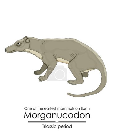 Morganucodon, eines der frühesten Säugetiere der Erde und der Vorfahre aller Säugetiere, erschien während der Trias, farbenfrohe Illustration auf weißem Hintergrund
