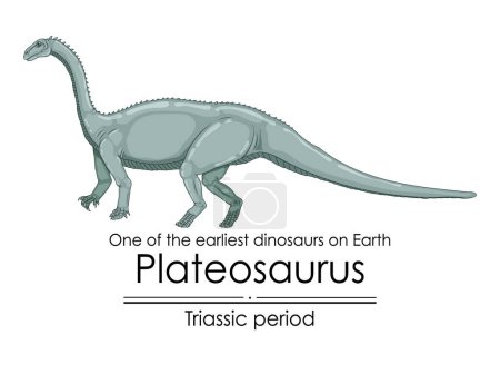 Plateosaurus, one of the earliest dinosaurs on Earth, appeared during the Triassic period, colorful illustration on a white background