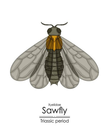 Prehistoric Sawfly xyelidae appeared in Triassic period. Colorful illustration on a white background