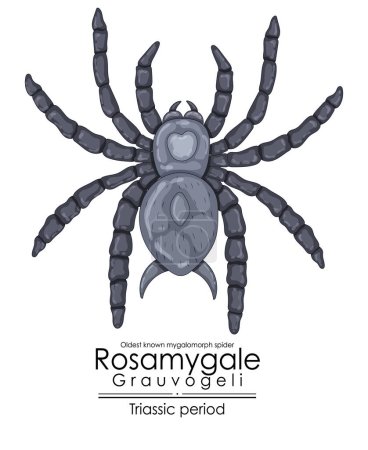 Die prähistorische Spinne Rosamygale grauvogeli ist die älteste bekannte mygalomorphe, bunte Illustration auf weißem Hintergrund