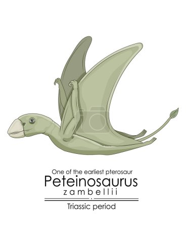 One of the earliest pterosaur Peteinosaurus Zambellii, Triassic period creature, colorful illustration on a white background