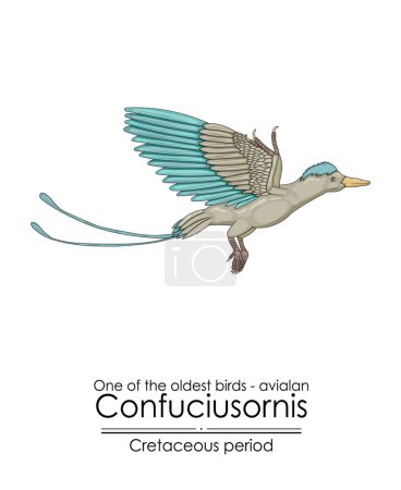 One of the oldest birds on Earth: Avialan - Confuciusornis from the Early Cretaceous Period.