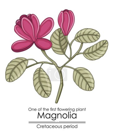 Illustration for One of the first flowering plant on Earth - Magnolia, evolved during the Cretaceous period. - Royalty Free Image