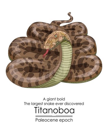 Illustration for The largest snake ever discovered, Titanoboa, a giant boid, appeared in the Paleocene epoch. - Royalty Free Image