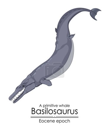 Illustration for A primitive whale Basilosaurus from Eocene epoch. - Royalty Free Image