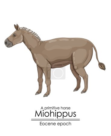 Illustration for A primitive horse Miohippus from Eocene epoch. - Royalty Free Image