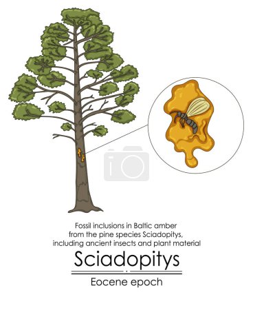 Inclusiones fósiles en ámbar báltico de la especie de pino Sciadopitys, incluyendo insectos antiguos y material vegetal