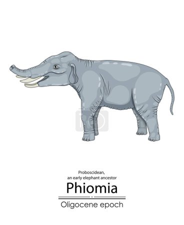 Phiomia, ein früher Elefantenvorfahr aus dem Oligozän, mit Nasenknochen und sehr kurzem Rüssel. 