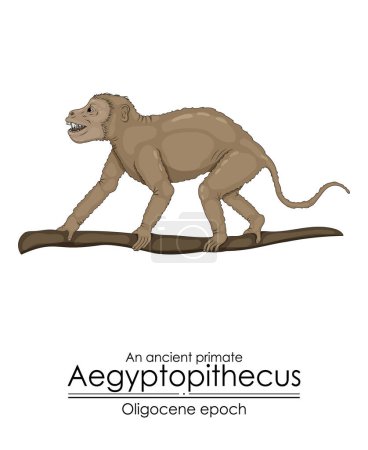 Illustration for An ancient primate, aegyptopithecus from Oligocene epoch. - Royalty Free Image