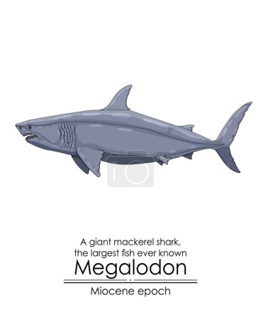 Ilustración de El pez más grande jamás conocido Megalodon, un tiburón caballa gigante de la época del Mioceno. - Imagen libre de derechos
