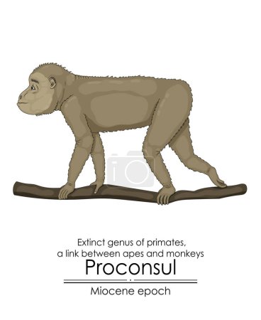 Ilustración de Procónsul, género extinto de primates, un vínculo entre monos y monos de la época del Mioceno. - Imagen libre de derechos