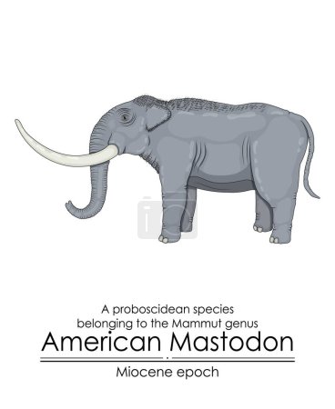 Ilustración de American Mastodon, una especie proboscidea perteneciente al género Mammut de la época del Mioceno. - Imagen libre de derechos