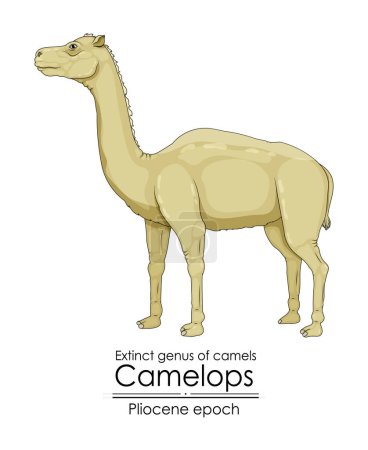 Género extinto de camello, Camelops de la época del Plioceno. 