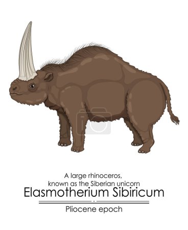 Illustration for A large rhinoceros, known as the Siberian unicorn Elasmotherium Sibiricum from Pliocene epoch. - Royalty Free Image