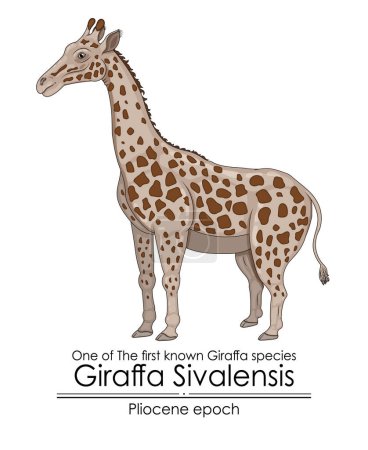 sivalensis