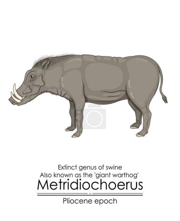 Illustration for Extinct genus of swine Metridiochoerus, also known as the giant warthog from Pliocene epoch. - Royalty Free Image