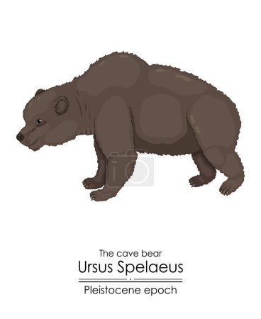 Illustration for The cave bear Ursus Spelaeus from the Pleistocene epoch. - Royalty Free Image
