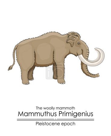 Illustration for The woolly mammoth Mammuthus Primigenius from Pleistocene epoch. - Royalty Free Image