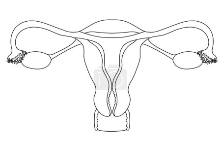 Photo for Female uterus anatomy black and white  illustration on a white background - Royalty Free Image