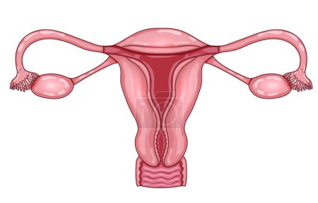 Photo for Female uterus anatomy colorful illustration on a white background - Royalty Free Image