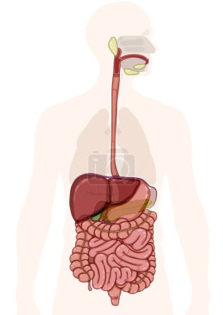 Detaillierte Darstellung der Anatomie und Struktur des menschlichen Verdauungssystems. Das Bild zeigt die bedeutenden Strukturen des Verdauungstraktes