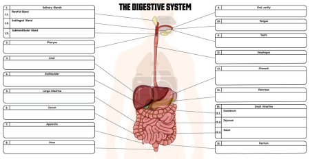 Digestive system labeled diagram, with a blank space for the description of each organ. The picture shows the significant structures of the digestive tract.