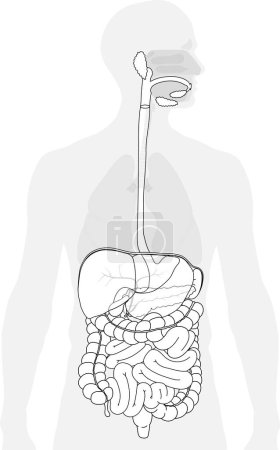 The digestive system black and white illustration. The picture shows the significant structures of the digestive tract
