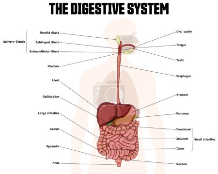 Téléchargez les illustrations : The digestive system labeled diagram. The picture shows the significant structures of the digestive tract. - en licence libre de droit