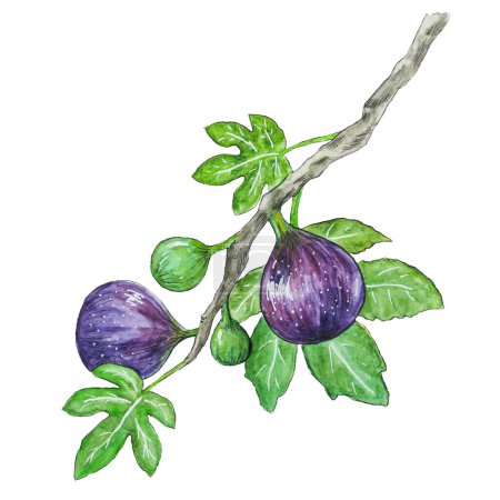 Ripe figs at fig branch. Purple figs at fig branch with leaves with seeds near glass jar of delicious fig jam. Figs isolated on white background, food illustration hand drawn