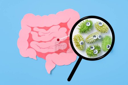 Photo for Decorative intestine and magnifying glass showing harmful bacteria inside the intestine. The concept of probiotics and prebiotics for the microbiome, intestinal check-up for cancer, top view - Royalty Free Image