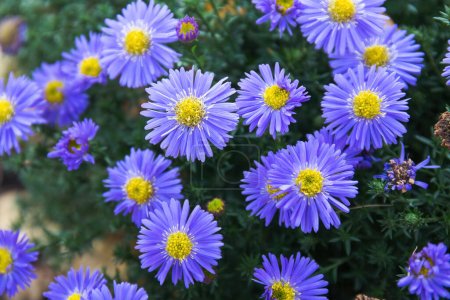 Foto de Purple flowers of Aster amellus, the European Michaelmas daisy - Imagen libre de derechos