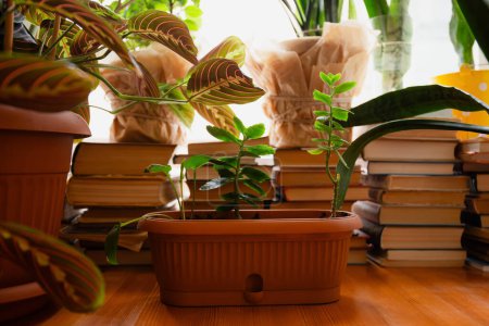 Plantes d'intérieur prospérant parmi des piles de livres sur une table en bois, créant une atmosphère confortable et intellectuelle dans une pièce ensoleillée.
