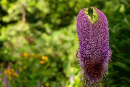 Photo for The purple blooms of Veronicastrum virginicum, used medicinally for digestion and liver health - Royalty Free Image