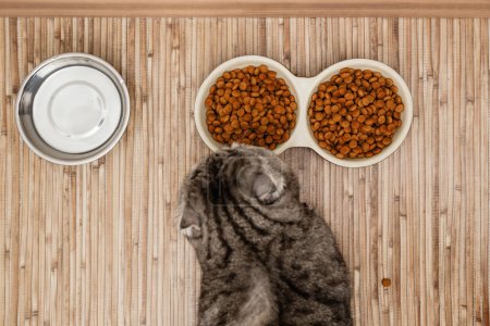 Foto de Un gato de rayas grises se sienta pacientemente junto a dos tazones de comida seca. Cuidado y alimentación del comedero - Imagen libre de derechos