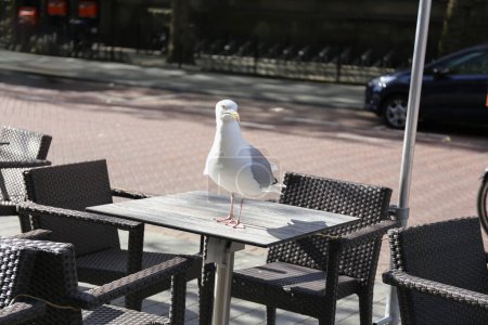 A seagull stands confidently atop a wooden table at an outdoor cafe