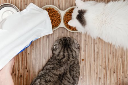 Top view of cat feeding,two cats waiting feeding from owner, owner fulling cat bowls by cat dry food.Cat care and feeding
