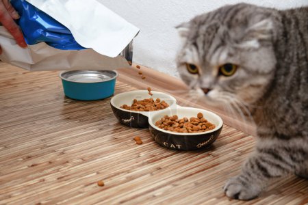 Pet owner filled with dry pet food pet bowl from big open package of food, grey striped cat watches and wait when bowl will be filled by cat dry food.