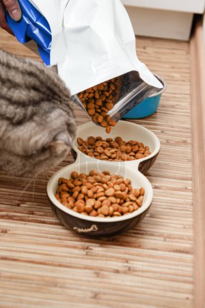 Tierbesitzer füllen Katzenschale mit Trockenfutter nach, Großaufnahme einer neugierigen gestromten Katze, die beobachtet, wie ihre beiden Futterschüsseln aus einer großen Tüte auf einem Holzboden mit Brocken gefüllt werden