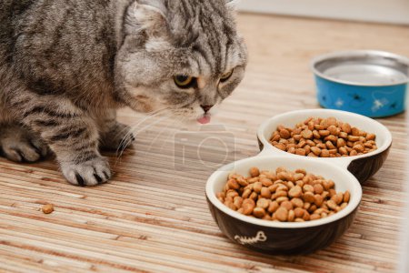Pet feeding time, A grey tabby cat with funny emotion eating dry food from pet bowls on floor. Pet care and nutrition pet diet