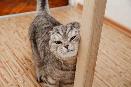 Eine Scottish Fold-Katze mit markanten gefalteten Ohren blickt um einen Holztisch herum, die Katze zeigt Zärtlichkeit und Liebe und reibt sich an dem Tisch