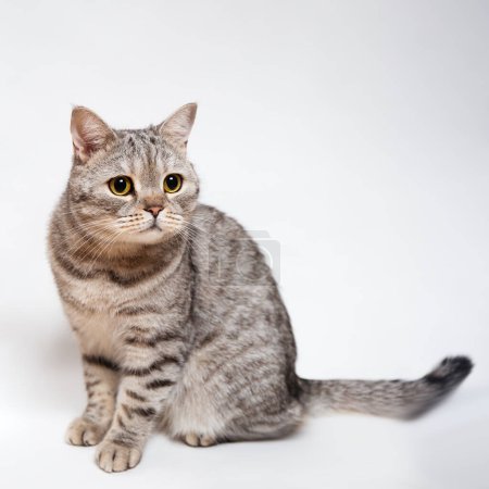 Eine graue Scottish Fold-Katze sitzt elegant, ihre großen gelben Augen schauen aufmerksam. Lebensstil der Haustiere, Rasseverhalten