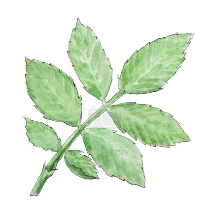 Detailed watercolor illustration of a green rose hip stem with leaves, botanical watercolor