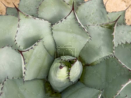 Photo for Cactus, blurred background heart of agave cacti plant. natural background with beautiful cactus plant leaves. blurred floral surface concept photo with blurry agave succulent - Royalty Free Image