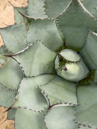 Photo for Cactus, top view closeup heart of agave cacti plant in the garden in Mexico. natural background with beautiful cactus plant leaves. floral surface concept photo - Royalty Free Image