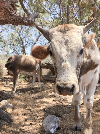 Foto de Vaca, primer plano retrato de vaca mirando a la cámara en una granja. concepto animal ganadero. el calentamiento global o el cambio climático. enfoque selectivo animal en el rancho de ganado - Imagen libre de derechos