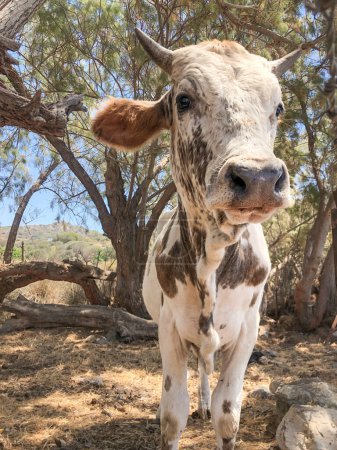 Foto de Vaca, primer plano retrato de vaca linda mirando a la cámara en la granja. concepto animal ganadero. el calentamiento global o el cambio climático. hermoso animal disparo en la cabeza en el rancho de ganado en un día soleado. ganadería - Imagen libre de derechos