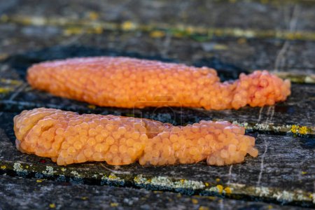 Téléchargez les photos : Caviar rouge frais provenant de poissons qui viennent d'être capturés, à l'extérieur - en image libre de droit